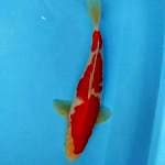 MALE 30cm Kohaku 🌹ori