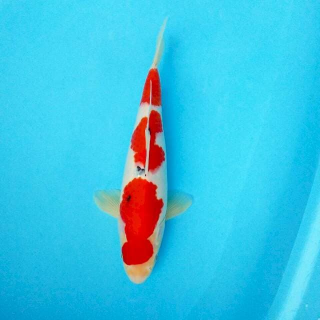 MALE 30cm tategoi sanke 🌸 original