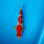 MALE 30cm tategoi sanke 🌸 original