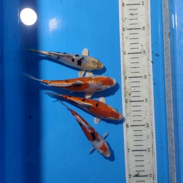 Hisei nishiki + Bekko Hikari.