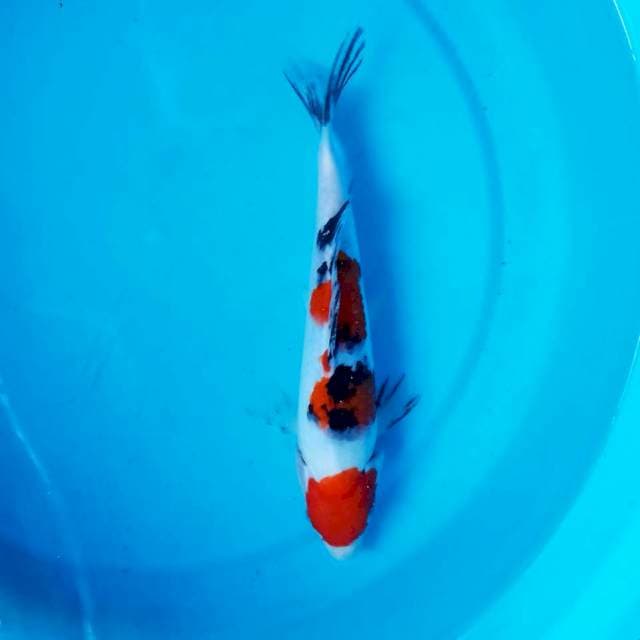 Maruten Sanke 26 cm