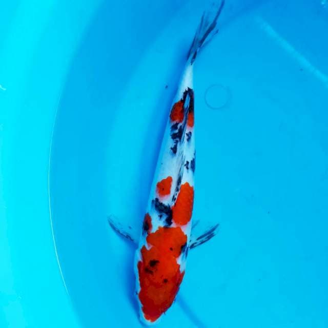 Sanke 28 cm