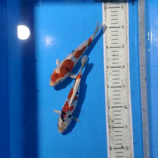 Hisei nishiki 2 ekor -20cm