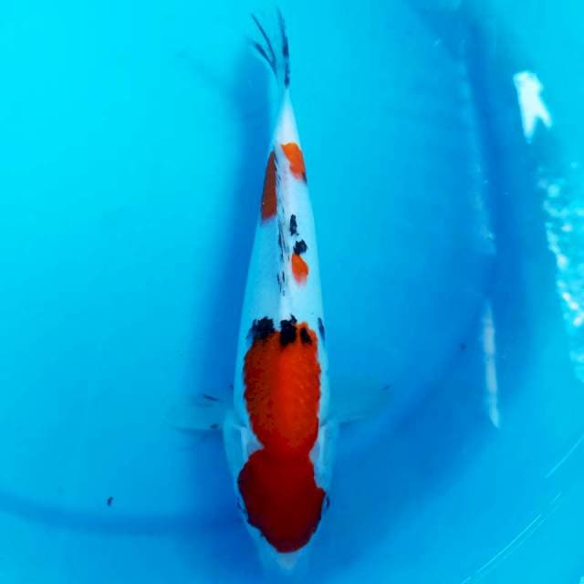 Sanke 27 cm