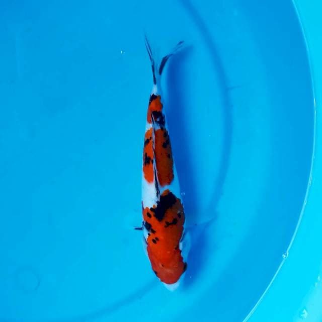 Sanke 23 cm