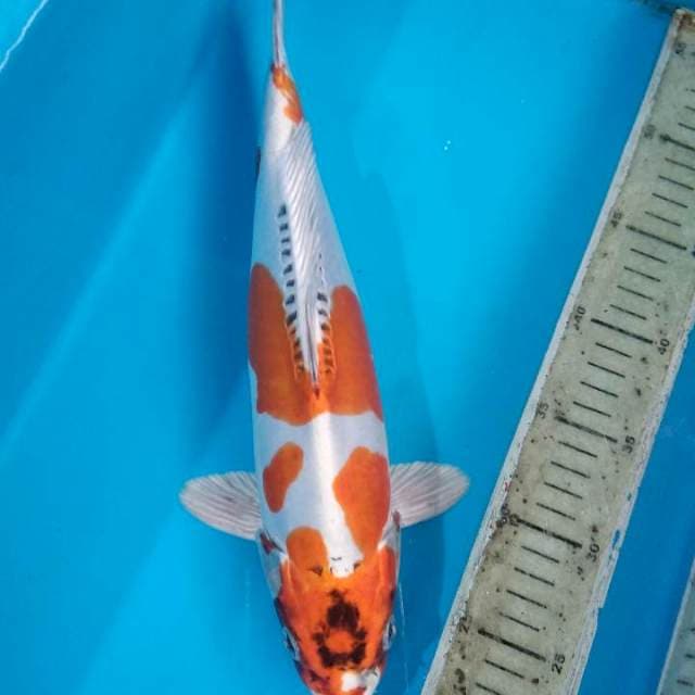 Beni kikoryu 35cm Male
