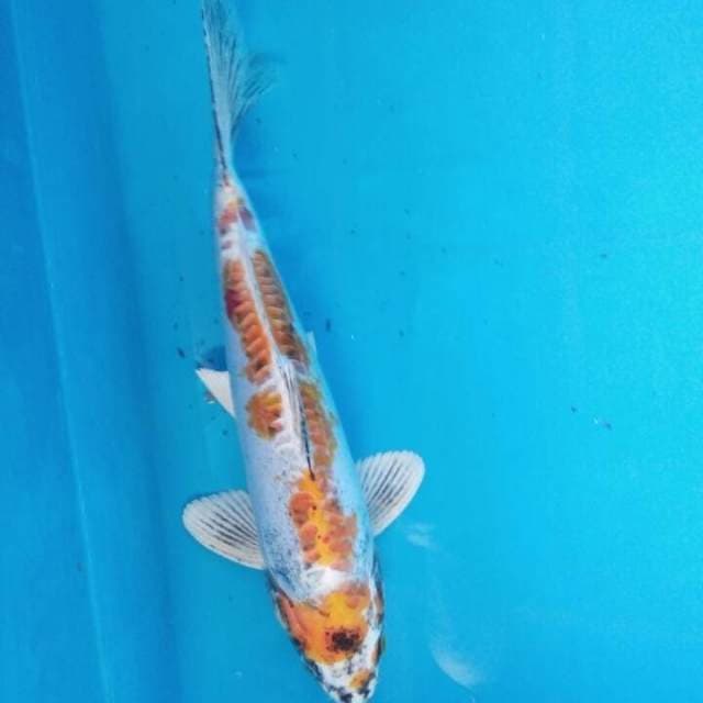 Kiko Antik