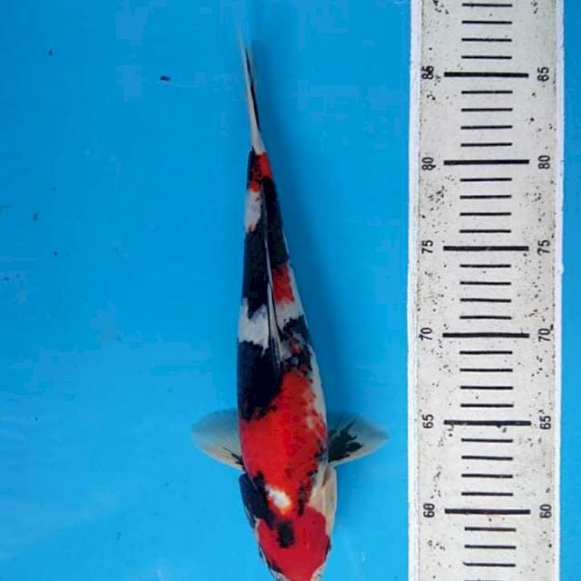 Showa 30cm