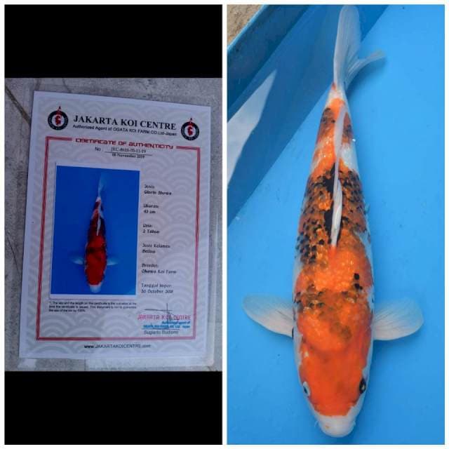 Okawa Jumbo Female Showa Ginrin