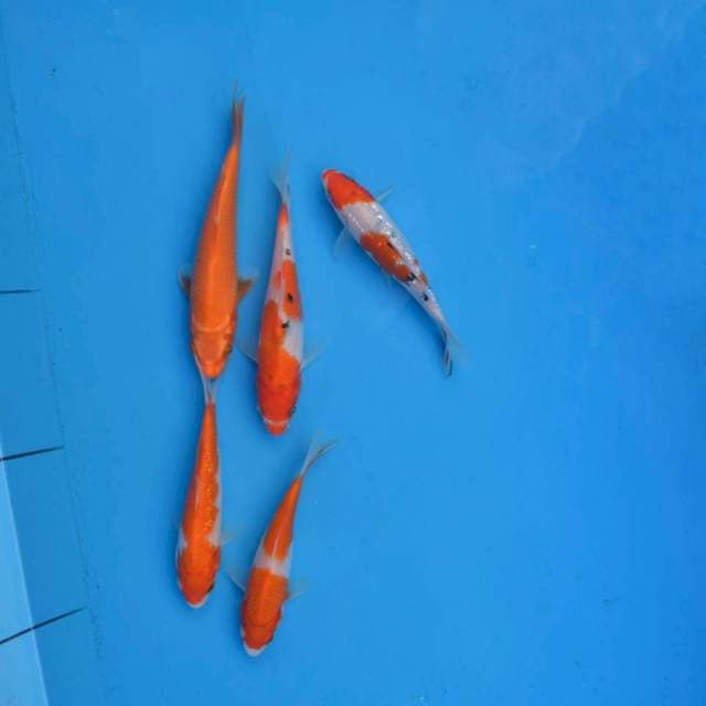 Mix F1