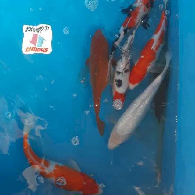 Mix koi male/female sehat bulki 6 ekor