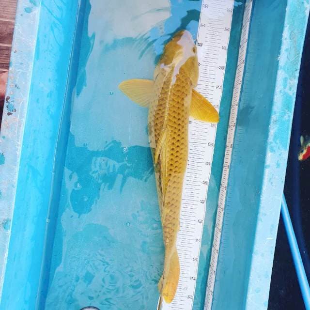 Monster 70cm Midori