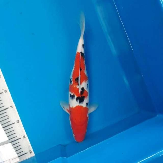 Kohaku blorok jumbo deep red