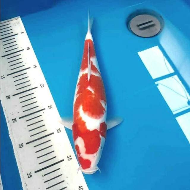 Kohaku blorok jumbo deep red