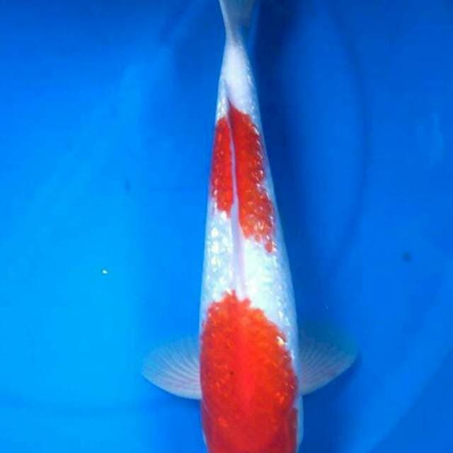 Sk nidan