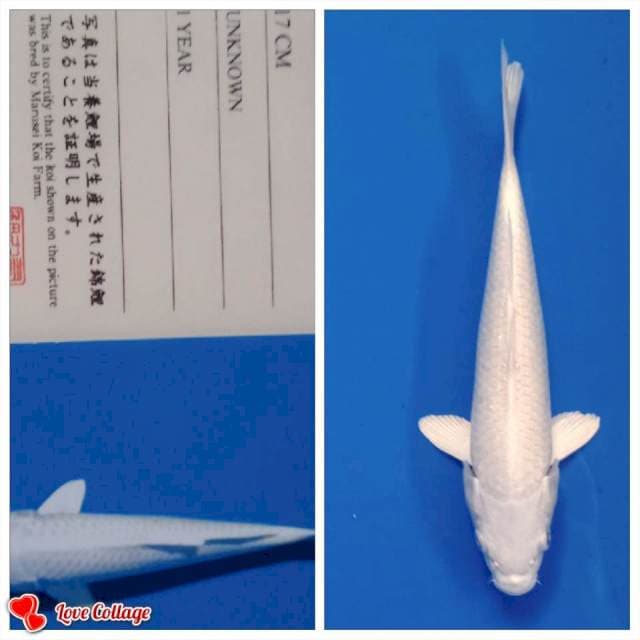 Platinum import marusei tosai