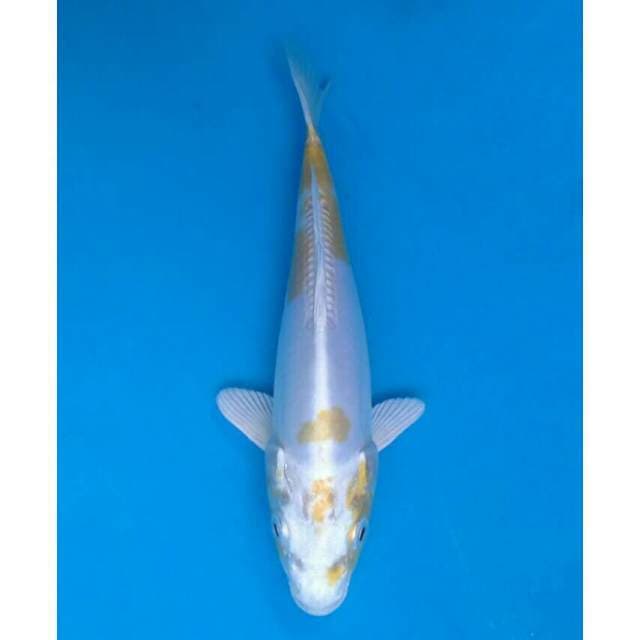 Okawa Lemon / Hariwake Doitsu