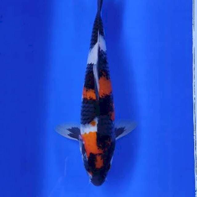 Showa highquality 27cm 