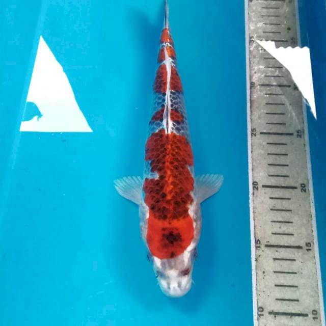 Goshiki, 29 cm