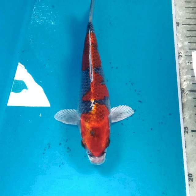 Beni Gingga, 23 cm