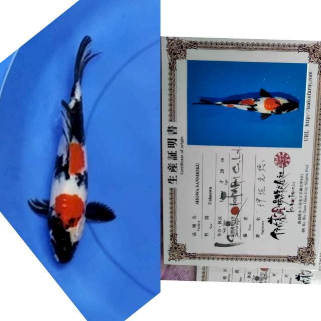 Showa ISA koi farm serti