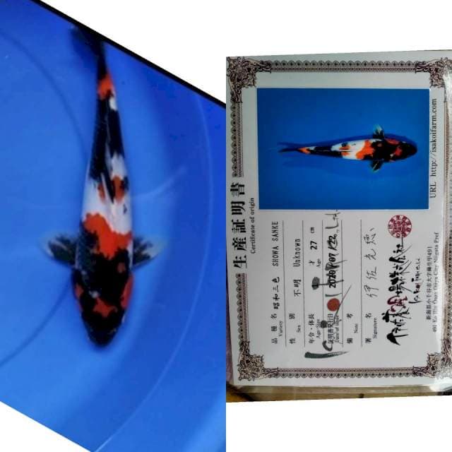 Showa ISA KOI FARM serti