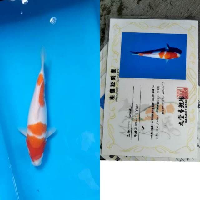 Kohaku MARUDO serti
