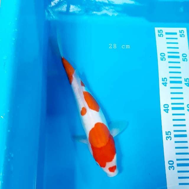 Kohaku doit 28 cm