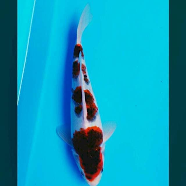 Goromo jos 26cm male