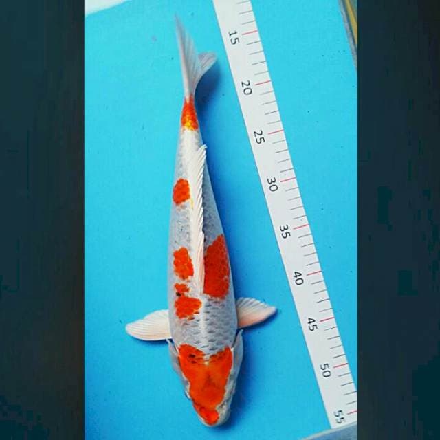 Good kujaku 39cm
