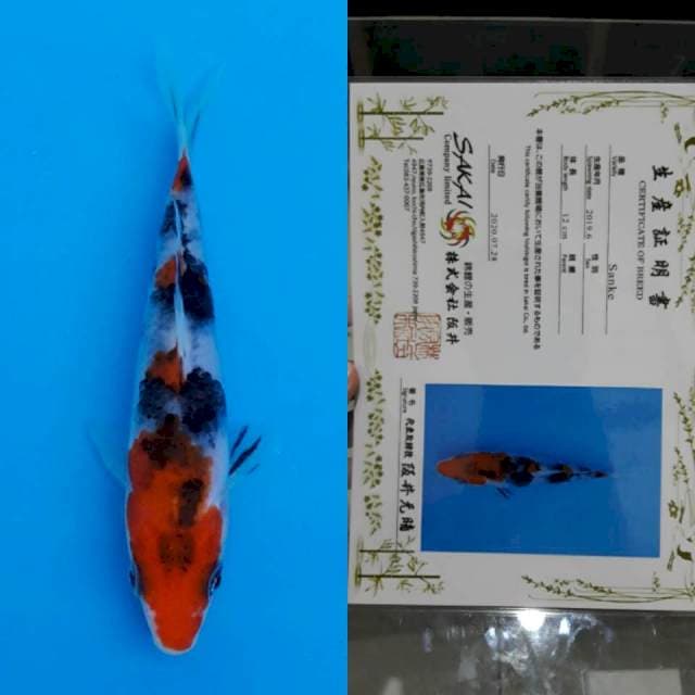Sakai certy 13cm