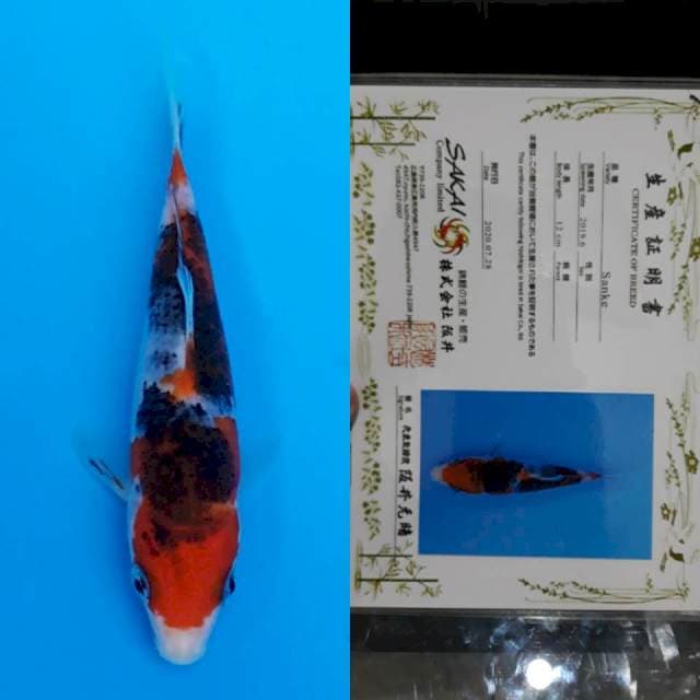 Sakai certy 13cm
