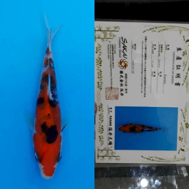 Sakai certy 13cm