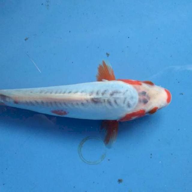 Sushui 17cm