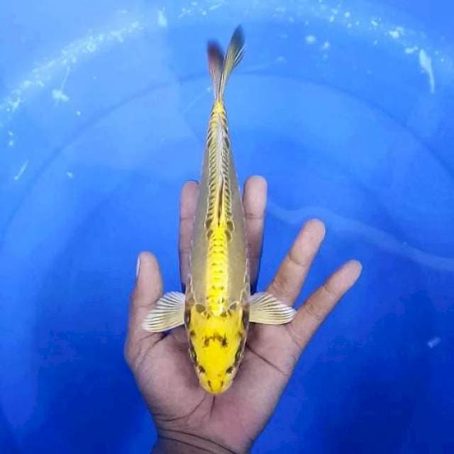 Kin Matsuba Doitsu # 25cm