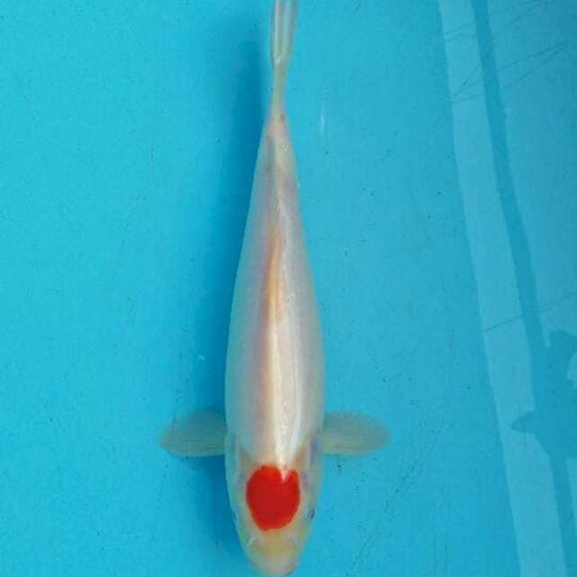tanco kohaku