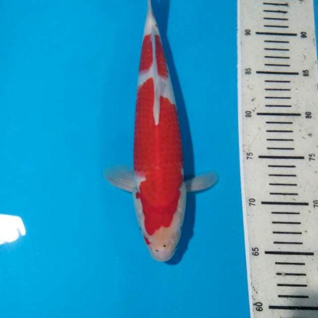 Nindan kohaku 32cm