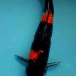 Showa 38cm