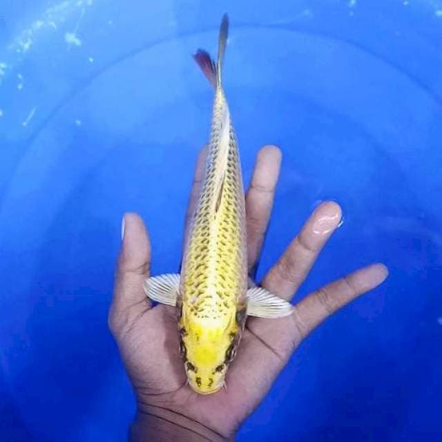 Kin Matsuba # 24cm