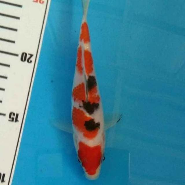 Sanke 15 cm SQ