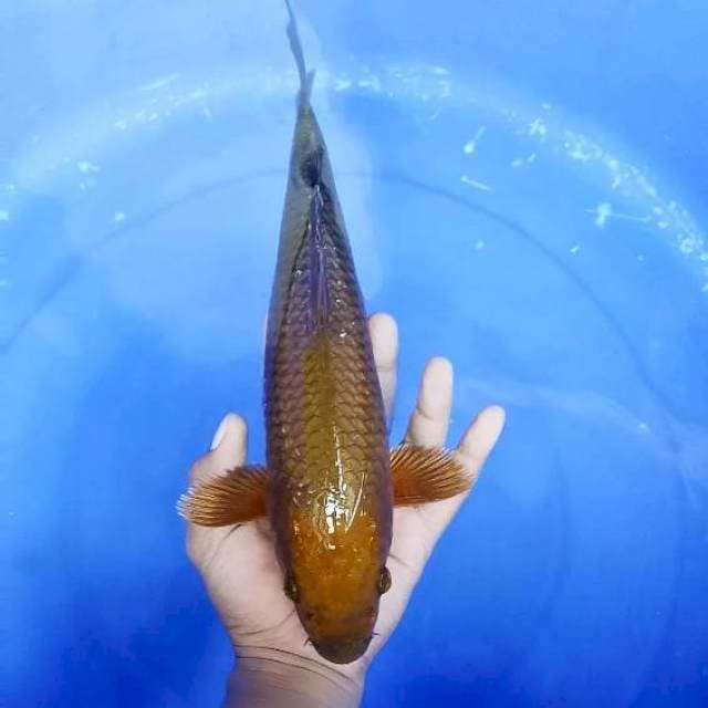 Penjinak Kolam # 32cm