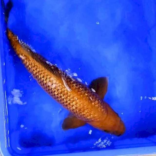 Jumbo Tembaga Ginrin # 51cm