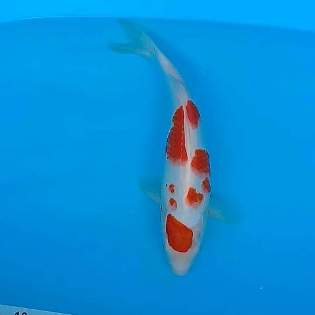 Kohaku female 35cm