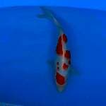 Kohaku female 35cm