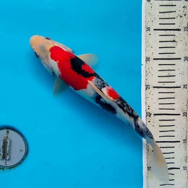Showa kindai 33 cm
