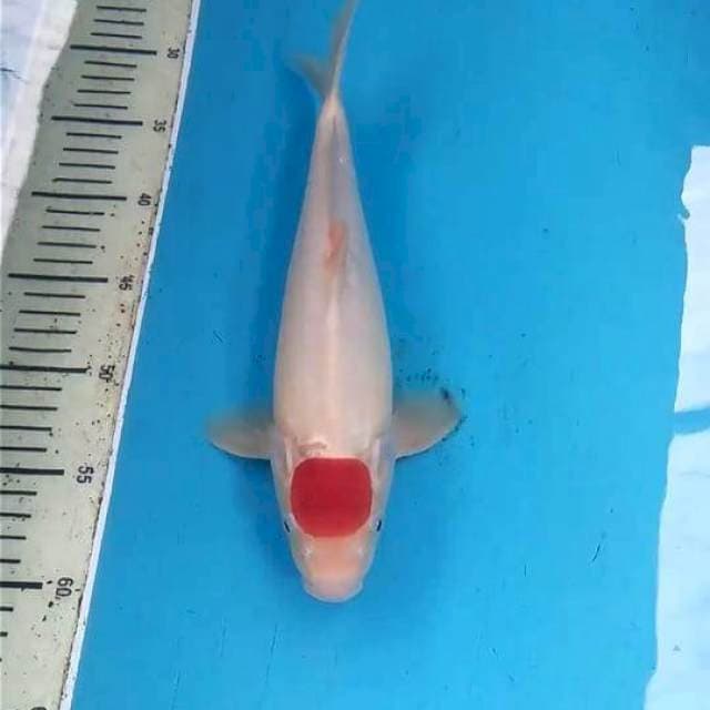 Tancho 30cm