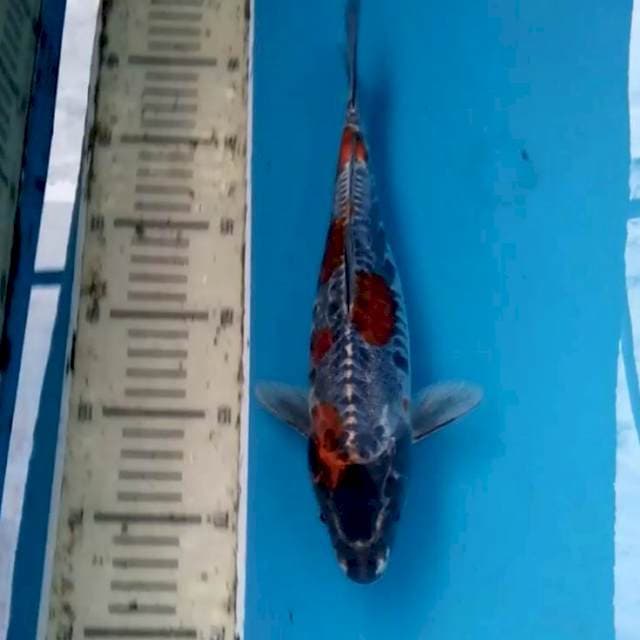 Unik 29 cm
