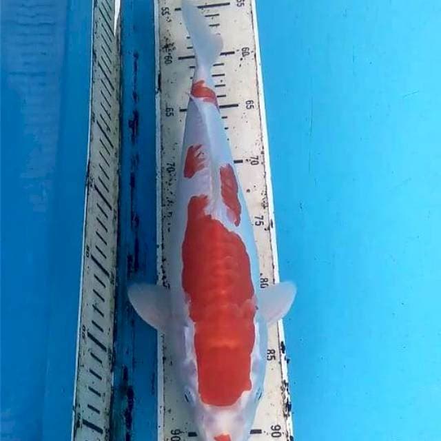 Kikushui 30cm