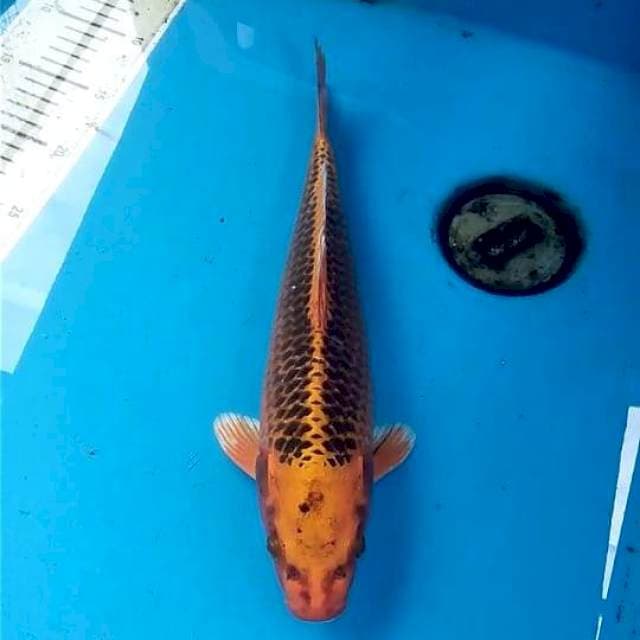 Kin Matsuba 33cm