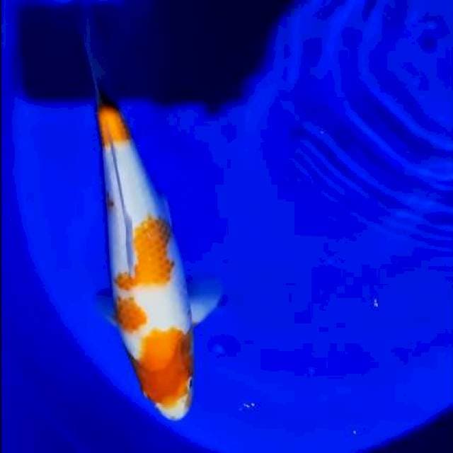 Kohaku